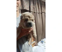 Sharpei chow chow mix puppies - 2