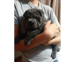 Sharpei chow chow mix puppies - 4