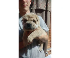 Sharpei chow chow mix puppies - 5