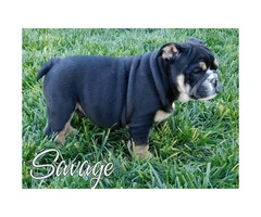 4 handsome males AKC English Bulldog Puppies for Sale - 2