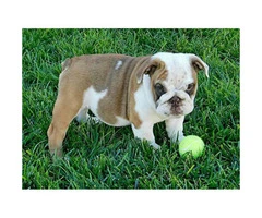 4 handsome males AKC English Bulldog Puppies for Sale - 3