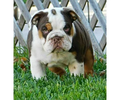 4 handsome males AKC English Bulldog Puppies for Sale - 5