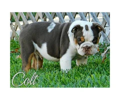 4 handsome males AKC English Bulldog Puppies for Sale - 6