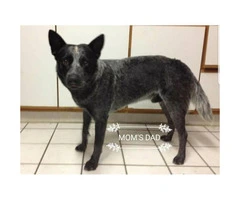 Pure bred blue heeler puppies 6 male 3 female - 3