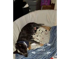 Pure bred blue heeler puppies 6 male 3 female - 4