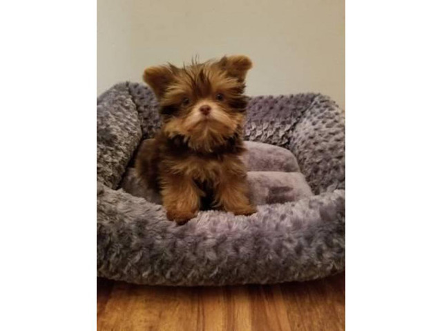 3 months old YORKIE POO PUPPY in Indianapolis, Indiana ...