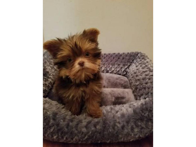 3 months old YORKIE POO PUPPY in Indianapolis, Indiana ...