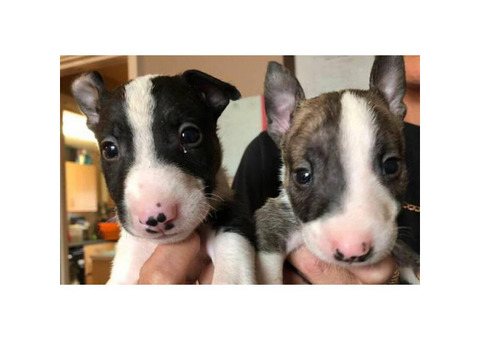 Available to reserve now Stunning Litter of six absolutely beautiful English Bull Terrier puppies