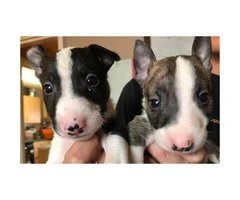 Available to reserve now Stunning Litter of six absolutely beautiful English Bull Terrier puppies - 1