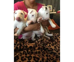 Available to reserve now Stunning Litter of six absolutely beautiful English Bull Terrier puppies - 2