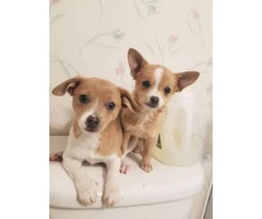 Super sweet chihuahua puppies avaliable for permanently homes
