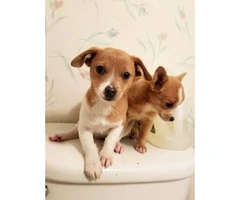 Super sweet chihuahua puppies avaliable for permanently homes - 2