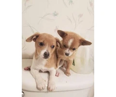 Super sweet chihuahua puppies avaliable for permanently homes - 3