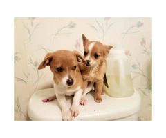 Super sweet chihuahua puppies avaliable for permanently homes - 4