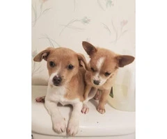 Super sweet chihuahua puppies avaliable for permanently homes - 5