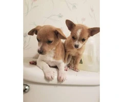Super sweet chihuahua puppies avaliable for permanently homes - 6