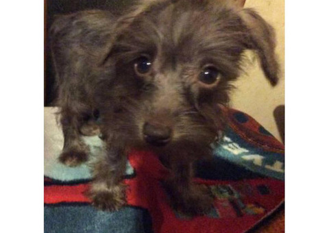 4  chocolate males Mini schnauzer pups