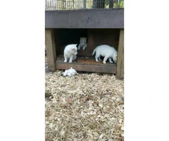 2 beautiful, all white husky puppies - 1
