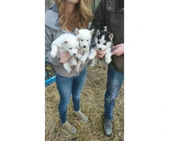 2 beautiful, all white husky puppies - 3