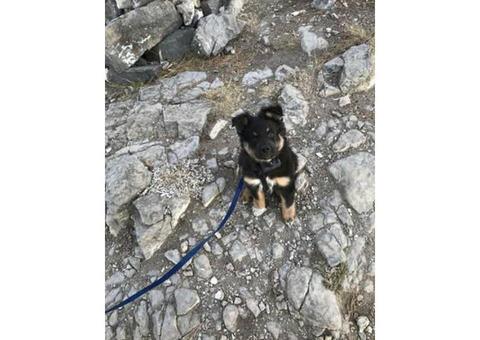 10 Week Old Pure Bred And Akc Registered Australian Shepherd