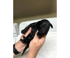 6 F1 Goldendoodle puppies for rehoming - 3