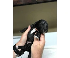 6 F1 Goldendoodle puppies for rehoming - 5