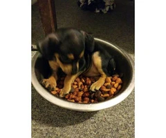 Chiweenie Puppies  7 availables