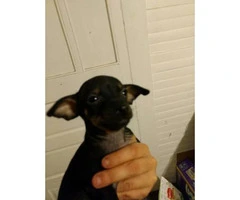 Chiweenie Puppies  7 availables - 2