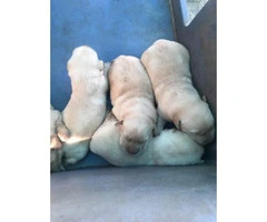 5 yellow lab male puppies for sale