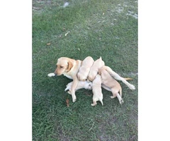 5 yellow lab male puppies for sale - 2