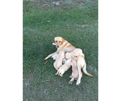 5 yellow lab male puppies for sale - 4