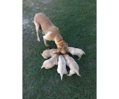 5 yellow lab male puppies for sale - 5