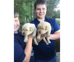5 yellow lab male puppies for sale - 6