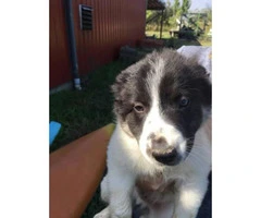 10 weeks old American Border Collie Assosiation registered Puppies