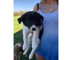10 weeks old American Border Collie Assosiation registered Puppies - 2