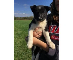 10 weeks old American Border Collie Assosiation registered Puppies - 3
