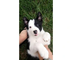 10 weeks old American Border Collie Assosiation registered Puppies - 4