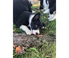 10 weeks old American Border Collie Assosiation registered Puppies - 5