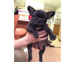 AKC pure bred Beautiful French bulldog puppies male and female 2 months old