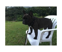 AKC pure bred Beautiful French bulldog puppies male and female 2 months old - 4