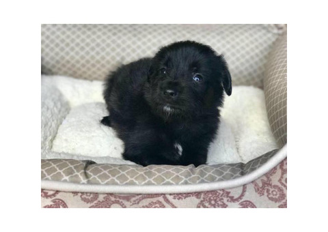 Beautiful Rare Pure Black Maltese Chihuahua Puppies