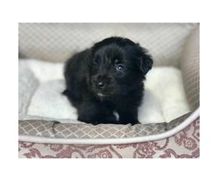 Beautiful Rare Pure Black Maltese Chihuahua Puppies - 3
