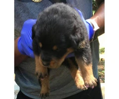 Happy & Healthy-Rottweiler puppies for sale - 1