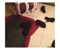 Happy & Healthy-Rottweiler puppies for sale - 3