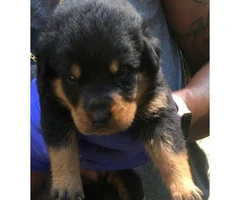 Happy & Healthy-Rottweiler puppies for sale - 4