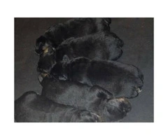 Happy & Healthy-Rottweiler puppies for sale - 5