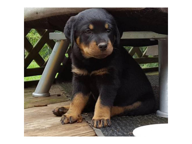 Happy & Healthy-Rottweiler puppies for sale in Atlanta ...