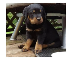 Happy & Healthy-Rottweiler puppies for sale - 6