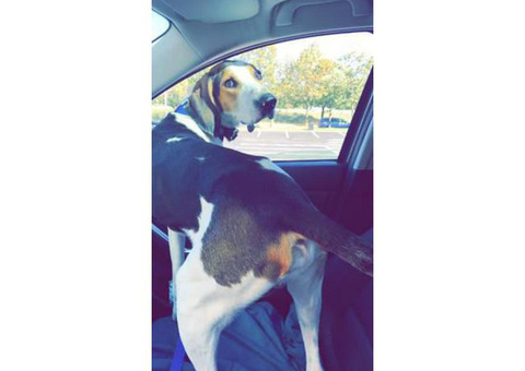 Foxhound Puppy for sale Willing to negotiate
