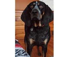 Bluetick coonhound Registered with the UKC